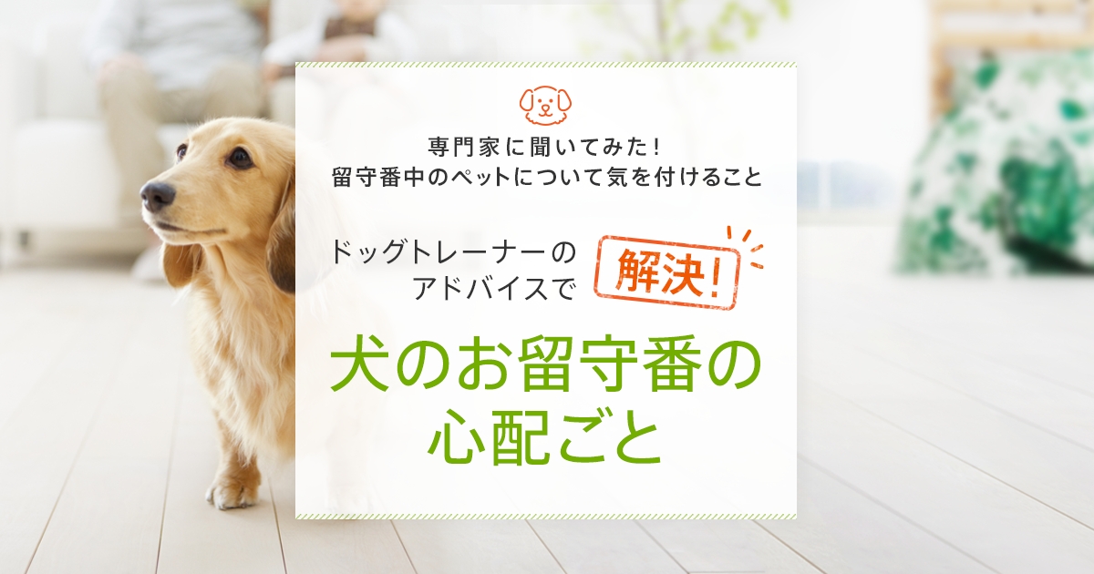 ドッグトレーナーのアドバイスで 解決 犬のお留守番の心配ごと Life Smile Tips Au Home Au